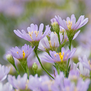 紫苑2_shion_L