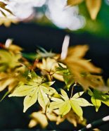 平安時代の人々に愛された色