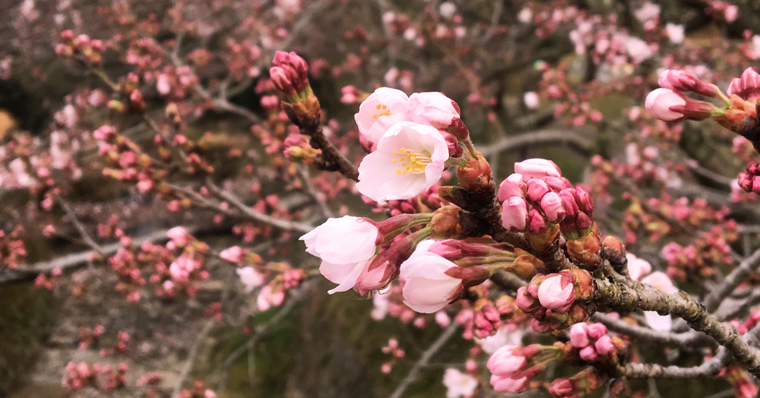 京都おくりもの帖1_IMG_1148_1