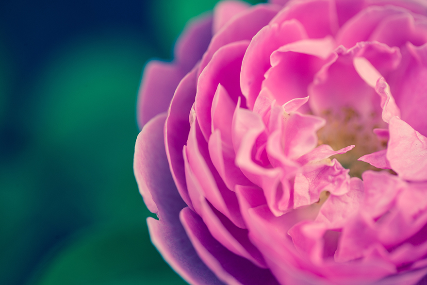 晩春から夏に紅色の花をつける庚申薔薇