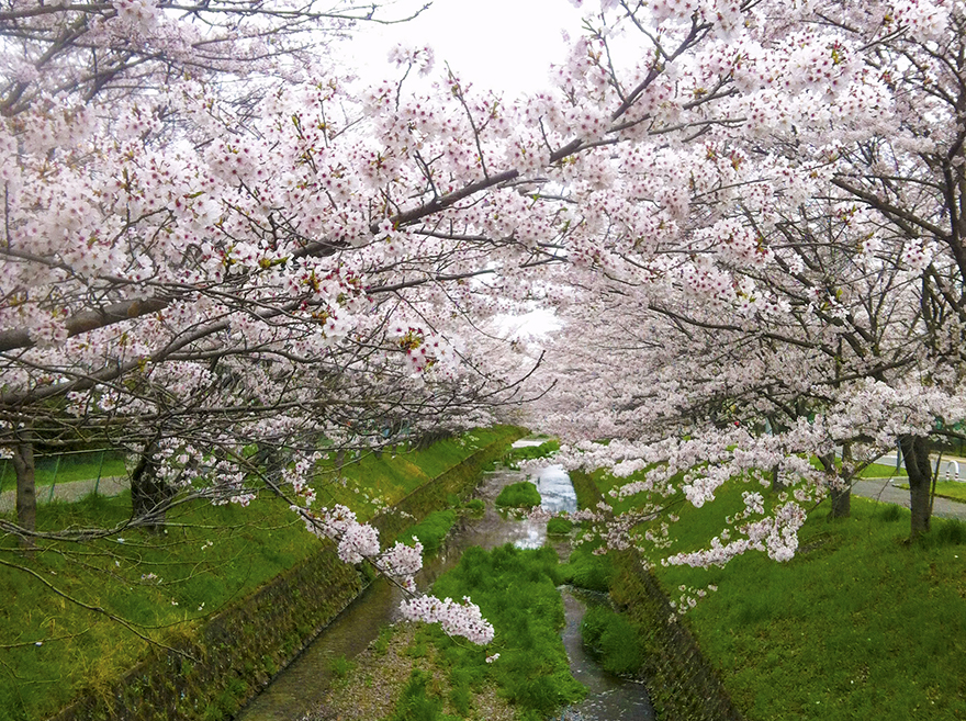 花霞の花は満開の桜